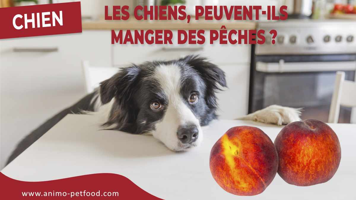 les-chiens-peuvent-ils-manger-des-peches